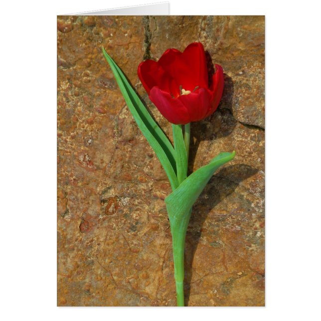 Cartão amarelo e Red Tulip (Frente)