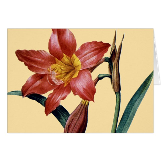 Cartão Amaryllis (Frente horizontal)