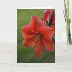 Cartão Amaryllis