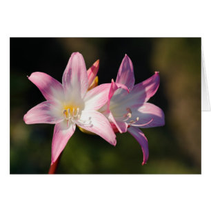 Cartão Amaryllis belladonna