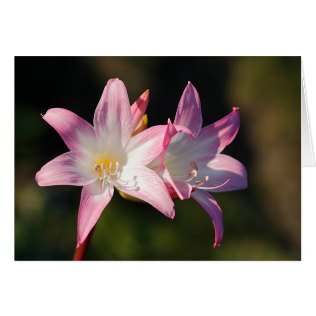 Cartão Amaryllis belladonna (Frente Horizontal)