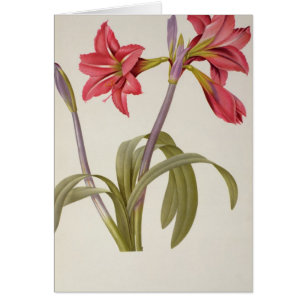 Cartão Amaryllis Brasiliensis