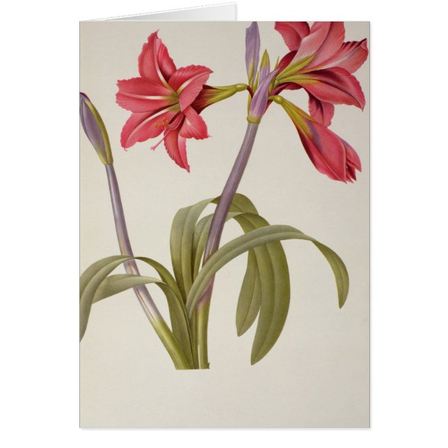 Cartão Amaryllis Brasiliensis (Frente)