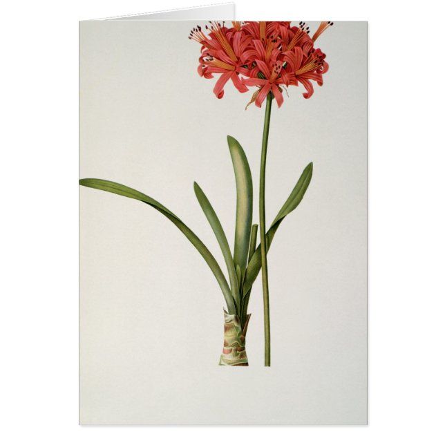 Cartão Amaryllis Curvifolia, 1809, do ` Les (Frente)