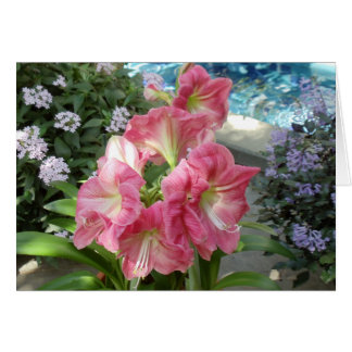 Cartão Amaryllis, jardim botânico nacional, Washington,