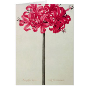 Cartão Amaryllis Sarniensis, ou narciso