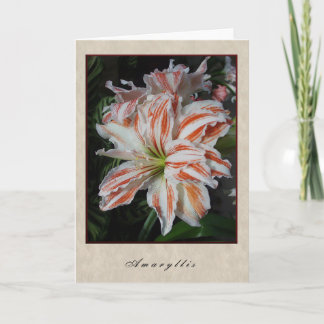 Cartão Amaryllis - série floral
