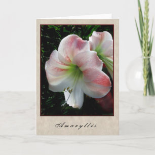 Cartão Amaryllis - série floral