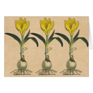 Cartão Amaryllis Tulip Botanical Garden Flower