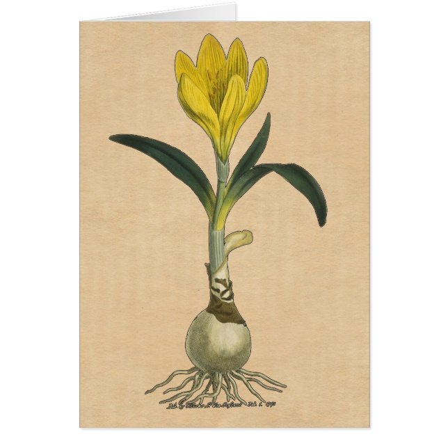 Cartão Amaryllis Tulip Botanical Garden Flower (Frente)