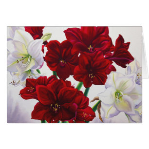 Cartão Amaryllis vermelho e branco 2008