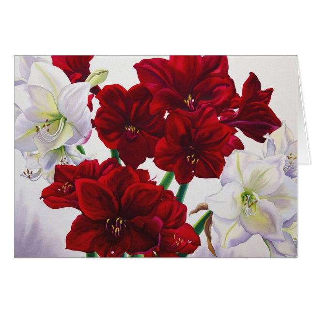 Cartão Amaryllis vermelho e branco 2008 (Frente Horizontal)
