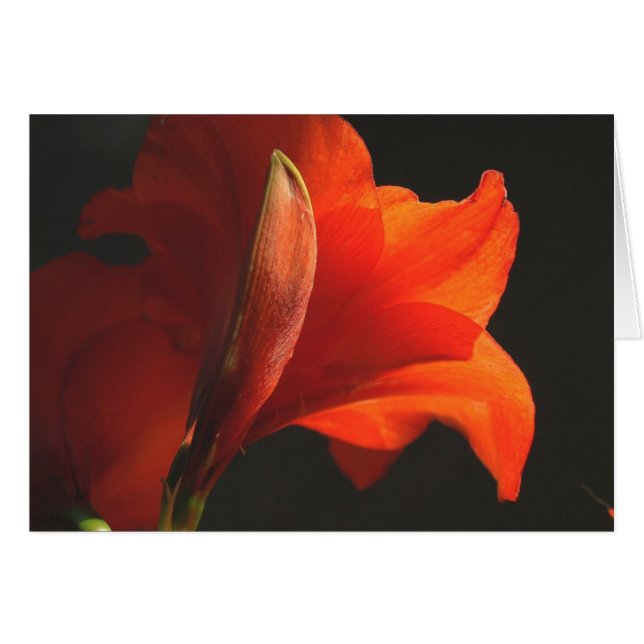 Cartão AmaryllisAndBud (Frente Horizontal)