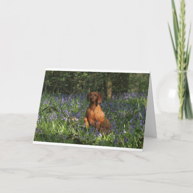 Cartão Ambarino (Frente)