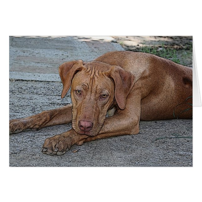 Cartão Amber Eyed Boy (Frente Horizontal)