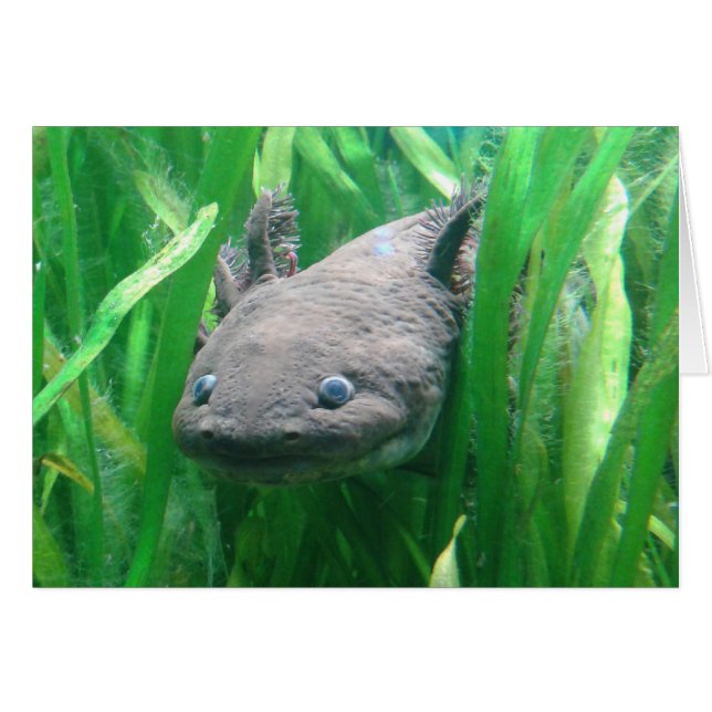 Cartão Ambystoma andersoni (Frente Horizontal)