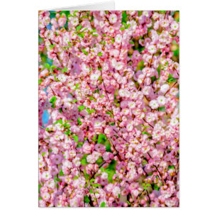 Cartão Ameixa de Flor