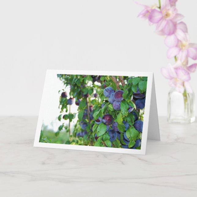 Cartão Ameixas roxas na árvore (Orquídea)