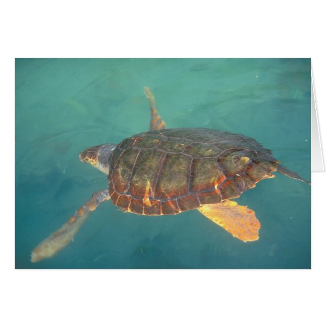 Cartão América Central, Panamá, Bocas Del Torro (Frente Horizontal)