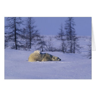 Cartão América do Norte, Canadá, Manitoba, Churchill