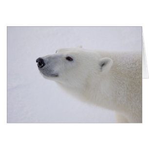 Cartão América do Norte, Canadá, Manitoba, Churchill. 6