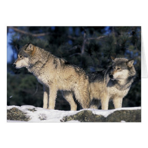 Cartão América do Norte, EUA, Minnesota. Lobo Canis 2