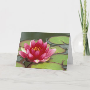 Cartão América do Norte, EUA, WA, Seattle, Woodland Park