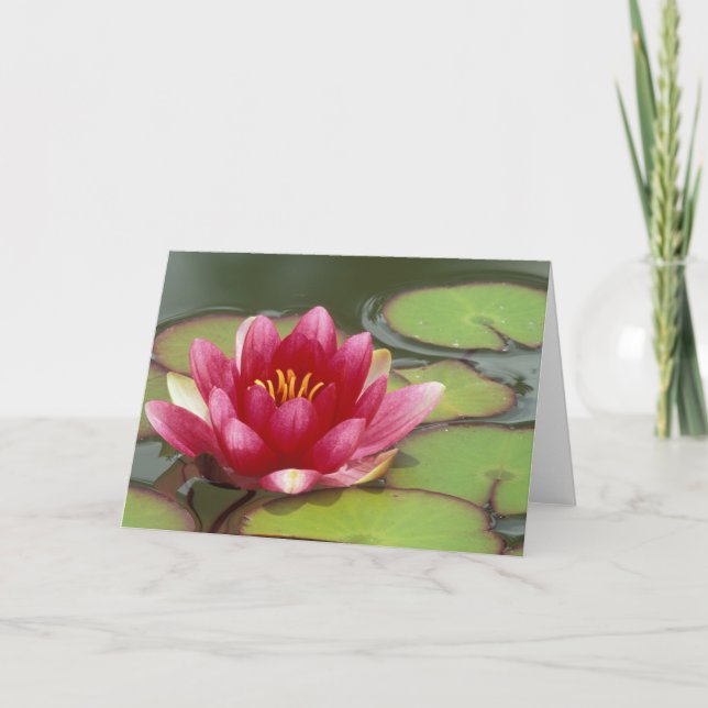 Cartão América do Norte, EUA, WA, Seattle, Woodland Park (Frente)