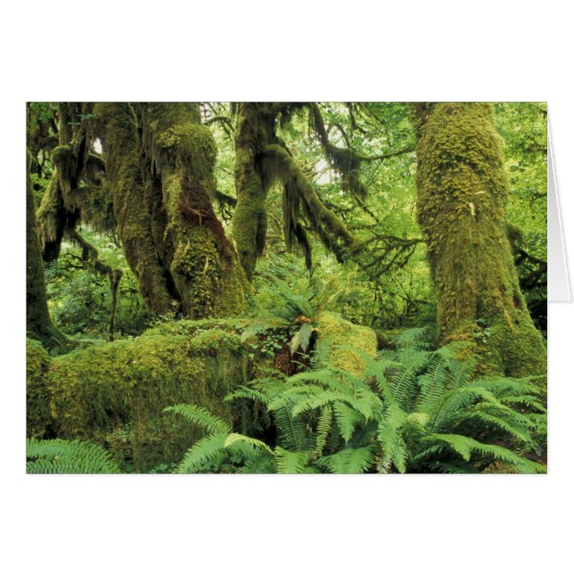 Cartão América do Norte, EUA, Washington, Olimpiadas 3 (Frente Horizontal)