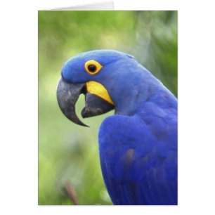 Cartão América do Sul, Brasil, Pantanal