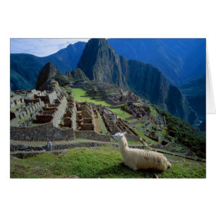 Cartão América do Sul, Peru. Uma lhama descansa em uma co