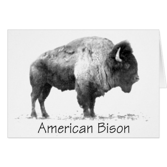 Cartão American Bison (Frente Horizontal)