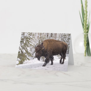 Cartão American Bison (Bison bison) Card