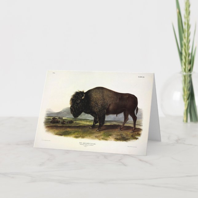 Cartão American Bison, ou Buffalo (Bison bison) - Audubon (Frente)