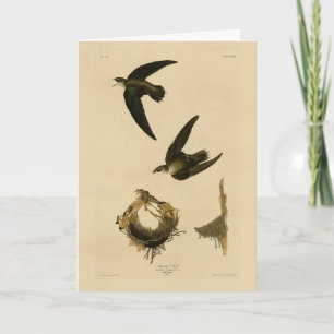 Cartão American (Chimney) Swift Audubon, Birds da América