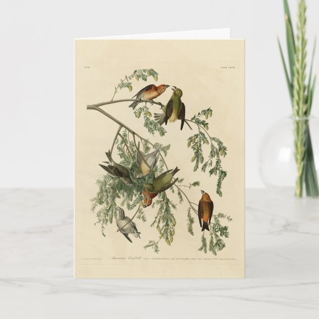 Cartão American Crossbill of the Audubon's Birds of Ameri (Frente)