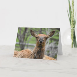 Cartão American Elk Notecard