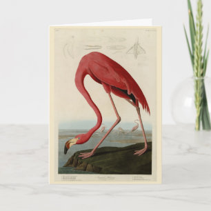 Cartão American Flamingo, das Aves da América de Audubon