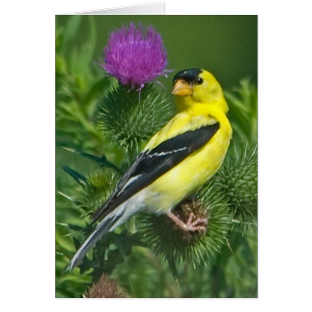 Cartão American Goldfinch (Frente)