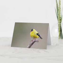 Cartão American Goldfinch Bird