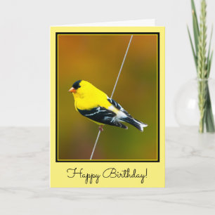 Cartão American Goldfinch - Fotografia original