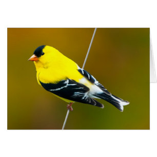 Cartão American Goldfinch - Fotografia original