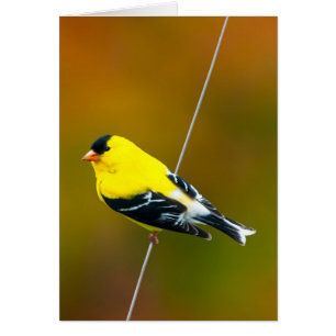 Cartão American Goldfinch - Fotografia original