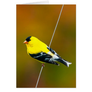 Cartão American Goldfinch - Fotografia original