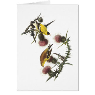 Cartão American Goldfinch por Audubon