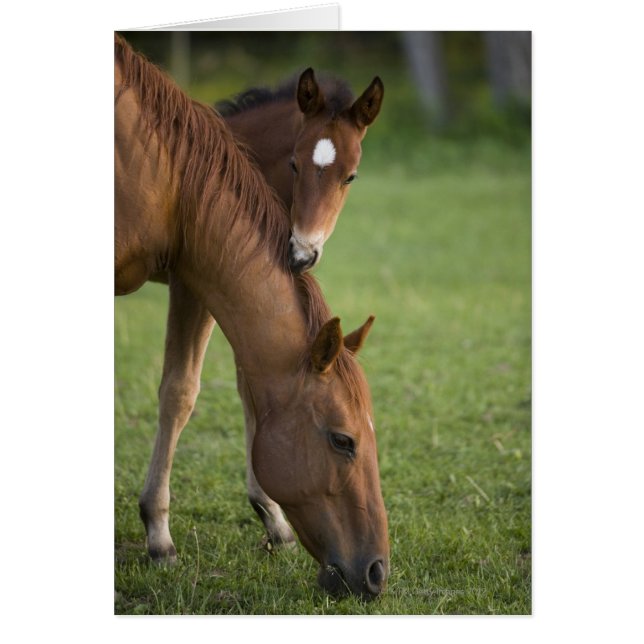 Cartão American Quarter Horis e Colt no campo (Frente)