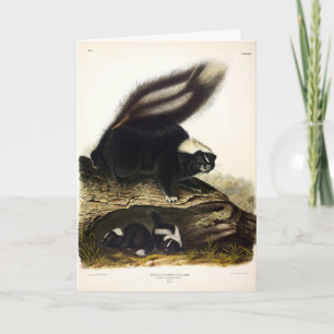 Cartão American Skunk ou Striped Skunk, de Audubon