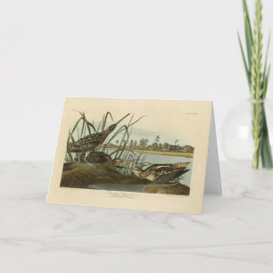 Cartão American Snipe (Wilson) Berços da América de Audub