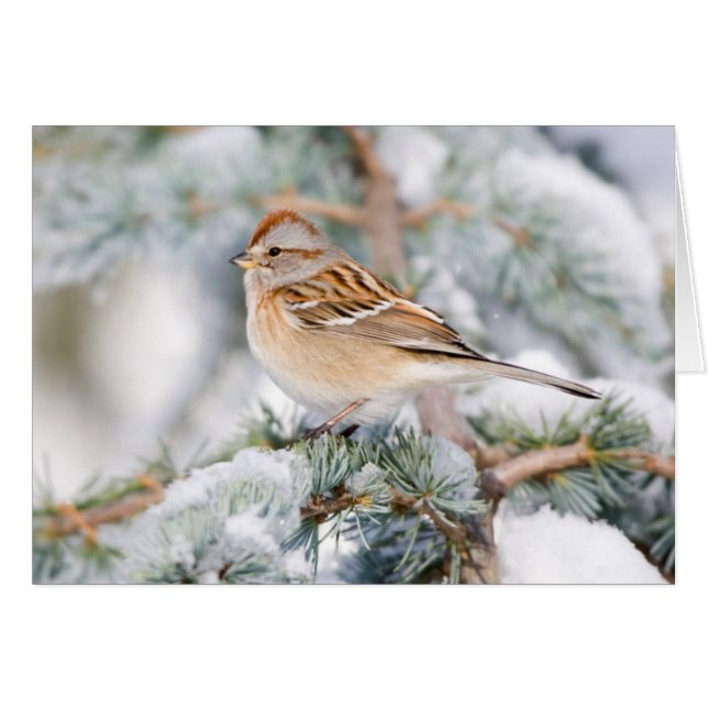 Cartão American Tree Sparrow no inverno (Frente Horizontal)