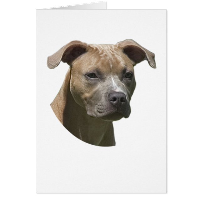 Cartão americano de Terrier (APBT) de pitbull (Frente)